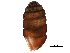  ( - BIOUG27665-G11)  @11 [ ] CreativeCommons - Attribution (2016) CBG Photography Group Centre for Biodiversity Genomics