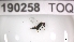  (Dicladocerus - 190258_TOQ)  @11 [ ] by-nc-sa (2023) Unspecified Tromsoe University Museum