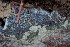  (Amaurodon - GAJ.14141)  @11 [ ] by-nc (2021) Hannu Lehtonen Unspecified