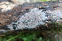  ( - GAJ.14795)  @11 [ ] CC BY-NC 2.0 (2022) Matti Kulju University of Oulu
