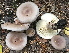  (Lactarius aff. glyciosmus - GAJ.15259)  @11 [ ] All rights reserved (2019) Tero Taipale University of Oulu
