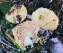  ( - GAJ.15283)  @11 [ ] All rights reserved (2020) Tero Taipale University of Oulu
