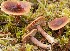  (Lactarius sphagneti - GAJ.15302)  @11 [ ] c (2021) Joona Saraste University of Oulu