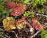  (Gyrodontaceae - GAJ.15326)  @11 [ ] c (2020) Joona Saraste University of Oulu