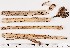  (Botrytis - GAJ.15907)  @11 [ ] by-nc (2024) Saara Salmela University of Oulu