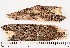  (Helminthosphaeria hyphodermae - GAJ.16204)  @11 [ ] by-nc (2024) Saara Salmela University of Oulu