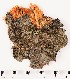  (Sarcodontia setosa - GAJ.16492)  @11 [ ] by-nc (2024) Saara Salmela University of Oulu