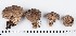  (Lycoperdon nigrescens - GAJ.16884)  @11 [ ] by-nc (2024) Saara Salmela University of Oulu