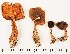  (Hygrophoropsis cf. rufa - GAJ.16920)  @11 [ ] by-nc (2024) Saara Salmela University of Oulu