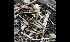  (Psathyrella microrrhiza - GAJ.16979)  @11 [ ] by-nc (2024) Tapio Kekki Unspecified