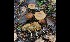  ( - GAJ.16995)  @11 [ ] by-nc (2024) Tapio Kekki Unspecified