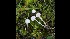  (Hemimycena pseudolactea - GAJ.17035)  @11 [ ] by-nc (2023) Tapio Kekki Unspecified
