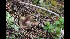  (Sarcosphaera aff. coronaria - GAJ.17038)  @11 [ ] by-nc (2023) Tapio Kekki Unspecified
