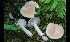  (Lactarius utilis - GAJ.17060)  @11 [ ] by-nc (2024) Tapio Kekki Unspecified