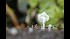  (Hemimycena aff. subglobispora - GAJ.17089)  @11 [ ] by-nc (2022) Tapio Kekki Unspecified