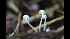  (Hemimycena cf. mauretanica - GAJ.17090)  @11 [ ] by-nc (2022) Tapio Kekki Unspecified