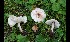  ( - GAJ.17107)  @11 [ ] by-nc (2024) Tapio Kekki Unspecified