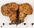  (Lycoperdon cf. subumbrinum - GAJ.17222)  @11 [ ] by-nc (2024) Saara Salmela University of Oulu