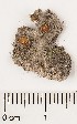 (Anthracobia tristis - GAJ.17297)  @11 [ ] by-nc (2024) Saara Salmela University of Oulu