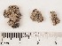  (Anthracobia melaloma - GAJ.17298)  @11 [ ] by-nc (2024) Saara Salmela University of Oulu