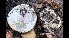  (Russula aff. chloroides - GAJ.17813)  @11 [ ] by-nc (2023) Tero Taipale Unspecified