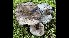  (Russula ustulata - GAJ.17817)  @11 [ ] by-nc (2023) Tero Taipale Unspecified