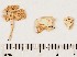  (Clitopilus - GAJ.17834)  @11 [ ] by-nc (2024) Saara Salmela University of Oulu