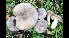  ( - GAJ.17884)  @11 [ ] by-nc (2022) Tero Taipale Unspecified