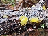  (Femsjonia - GAJ.17939)  @11 [ ] by-nc (2023) Seppo Huhmarniemi Unspecified