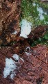  (Trechispora incisa - GAJ.18674)  @11 [ ] by-nc (2024) Matti Kulju University of Oulu