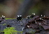  (Holwaya - GAJ.18783)  @11 [ ] by-nc (2024) Jari Julkunen Unspecified