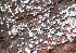  (Trechispora stevensonii - GAJ.19017)  @11 [ ] by-nc (2024) Matti Kulju University of Oulu