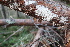  (Hypochnicium multiforme - GAJ.19062)  @11 [ ] by-nc (2024) Matti Kulju University of Oulu