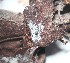  (Hyphodontiella multiseptata - GAJ.19139)  @11 [ ] by-nc (2024) Matti Kulju University of Oulu
