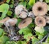  (Entoloma chloropolium - GAJ.19213)  @11 [ ] by-nc (2024) Aune Pisilä Unspecified