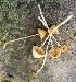  (Conocybe velutipes - GAJ.19235)  @11 [ ] by-nc (2024) Seppo Huhmarniemi Unspecified