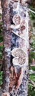  ( - GAJ.19243)  @11 [ ] by-nc (2022) Seppo Huhmarniemi Unspecified