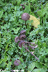 (Entoloma clandestinum - GAJ.19250)  @11 [ ] by-nc (2024) Henri Koskinen University of Oulu