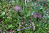  (Entoloma chalybeum - GAJ.19252)  @11 [ ] by-nc (2024) Henri Koskinen University of Oulu