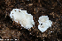  (Clitopilus scyphoides - GAJ.19256)  @11 [ ] by-nc (2023) Henri Koskinen University of Oulu