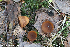  (Dumontinia - GAJ.19257)  @11 [ ] by-nc (2024) Henri Koskinen University of Oulu
