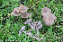  (Entoloma sericeum - GAJ.19258)  @11 [ ] by-nc (2024) Henri Koskinen University of Oulu