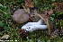  (Entoloma lividoalbum - GAJ.19259)  @11 [ ] by-nc (2024) Henri Koskinen University of Oulu