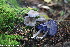  (Entoloma euchroum - GAJ.19262)  @11 [ ] by-nc (2023) Henri Koskinen University of Oulu