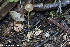  (Entoloma minutum - GAJ.19265)  @11 [ ] by-nc (2024) Henri Koskinen University of Oulu