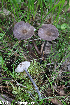  (Entoloma griseocyaneum - GAJ.19266)  @11 [ ] by-nc (2024) Henri Koskinen University of Oulu