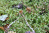  (Entoloma longistriatum - GAJ.19267)  @11 [ ] by-nc (2024) Henri Koskinen University of Oulu