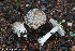  (Amanita excelsa - GAJ.19270)  @11 [ ] by-nc (2024) Henri Koskinen University of Oulu