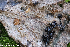  (Ciboria amentacea - GAJ.19272)  @11 [ ] by-nc (2024) Henri Koskinen University of Oulu