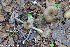  (Entoloma caesiocinctum - GAJ.19277)  @11 [ ] by-nc (2024) Henri Koskinen University of Oulu